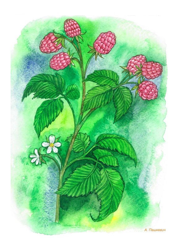 Куст малины рисунок