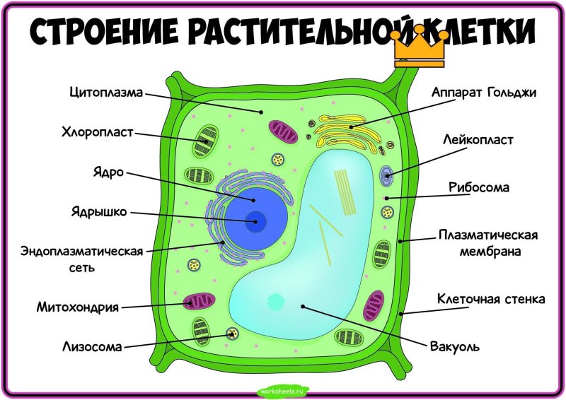 Строение растительной клетки 6 кл