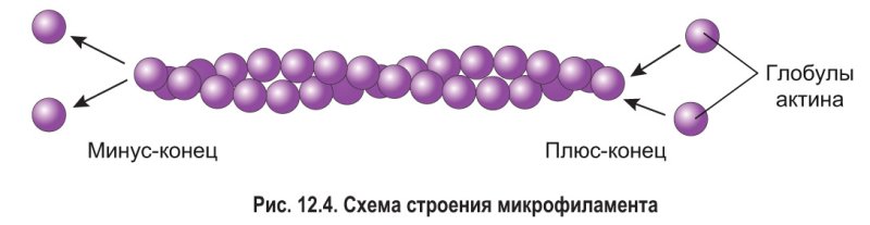 Микрофиламенты в клетке