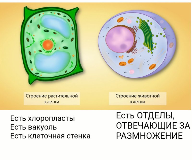 Структура клетки растения 5 класс биология