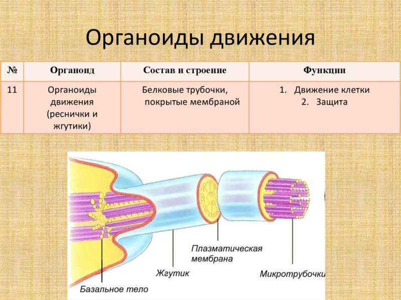 Органоиды движения характеристика