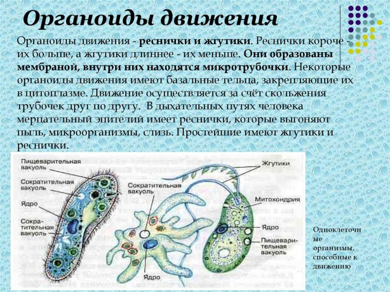 Строение органоидов движения клетки