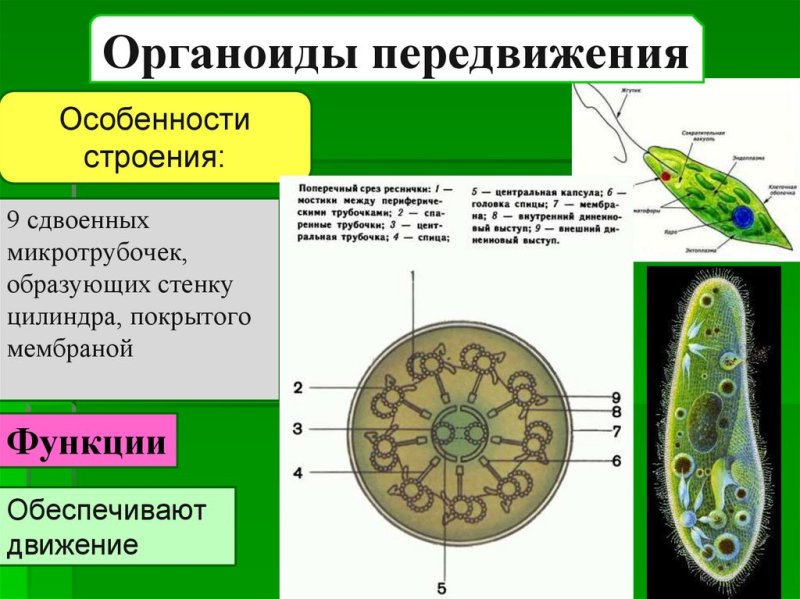 Строение органоидов жгутиков
