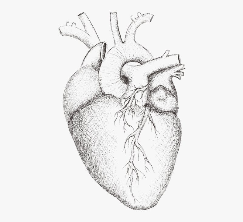 Сердце рисунок