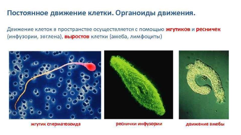 Строение органоидов движения клетки
