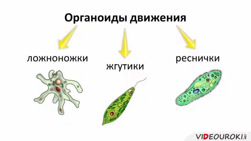 Органоиды движения псевдоподии