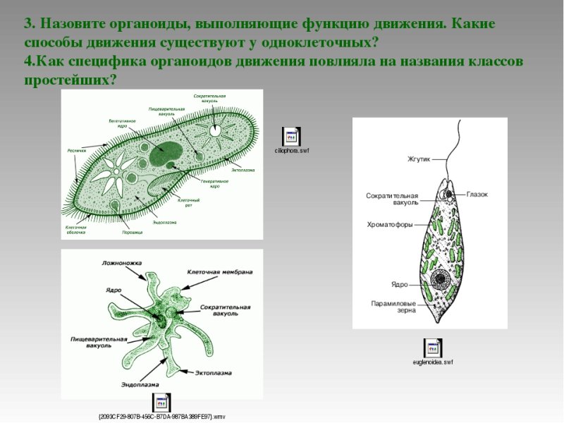 Органоиды движения клетки