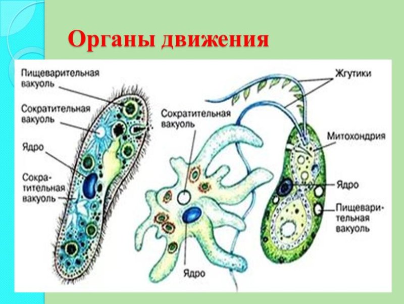 Органоиды движения протистов реснички жгутики и