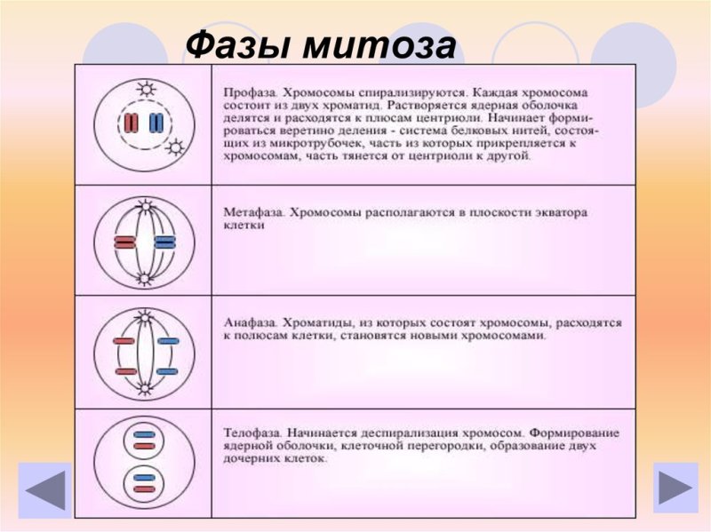 Фазы митоза схема