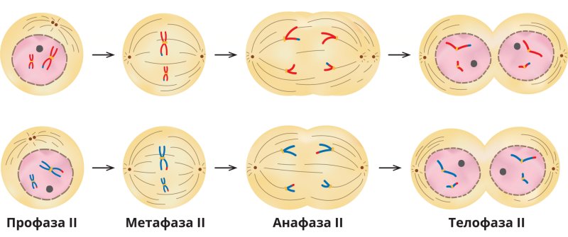Фазы мейоза метафаза 2