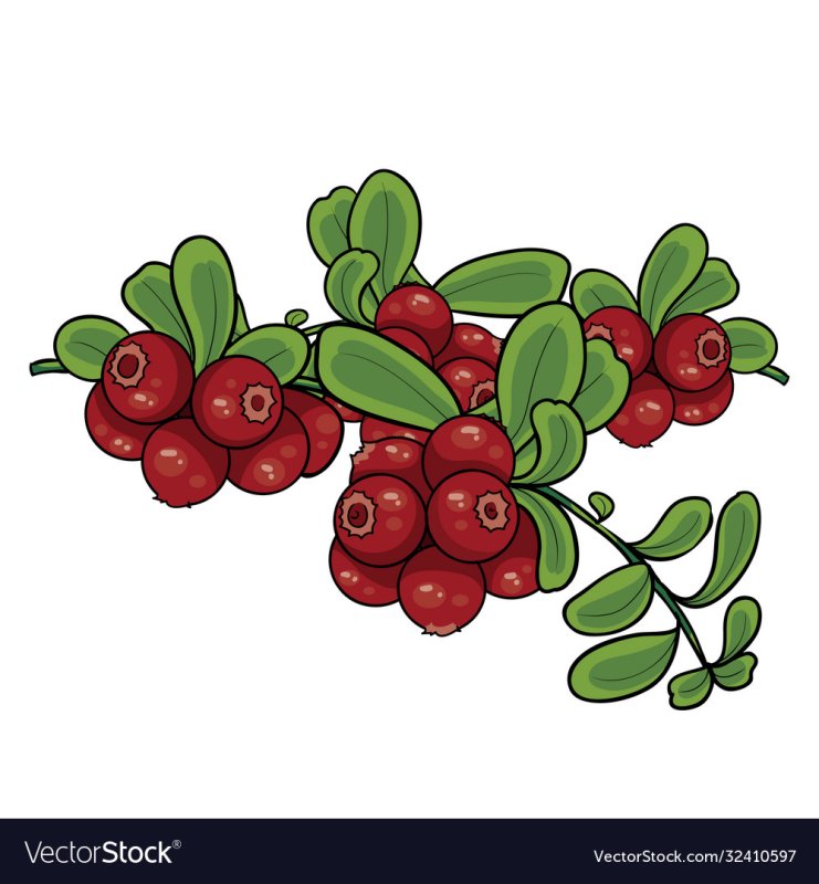 Брусника рисунок