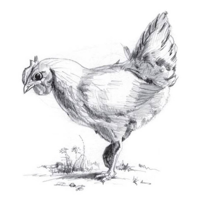 курица рисунок карандашом