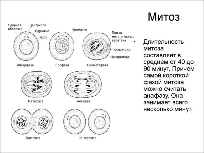 Фазы деления клетки митоз рисунок