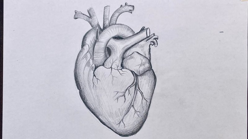 Сердце рисунок карандашом
