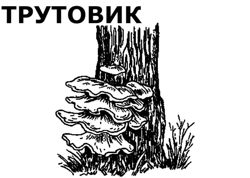 Трутовик гриб паразит