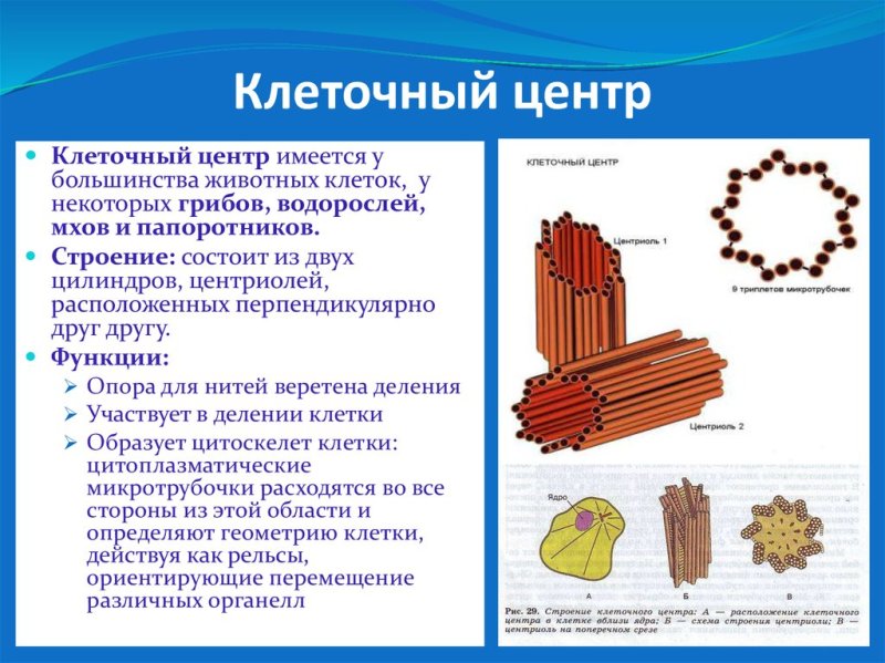 Клеточный центр строение и функции