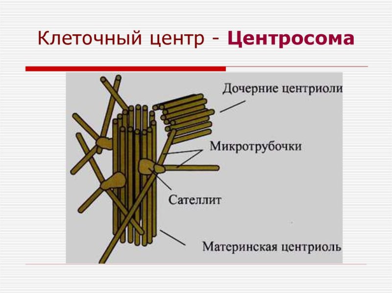 Схема строения клеточного центра