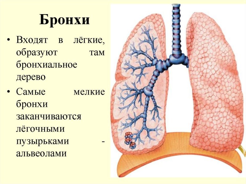 Строение лёгких человека бронхи