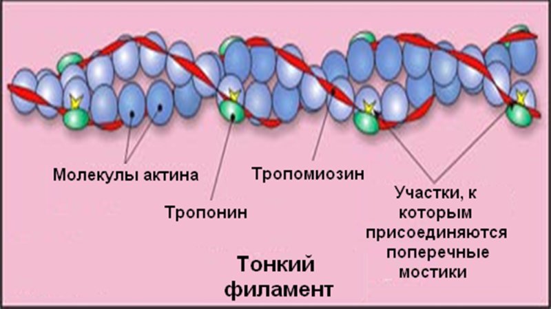 Микрофиламенты рисунок