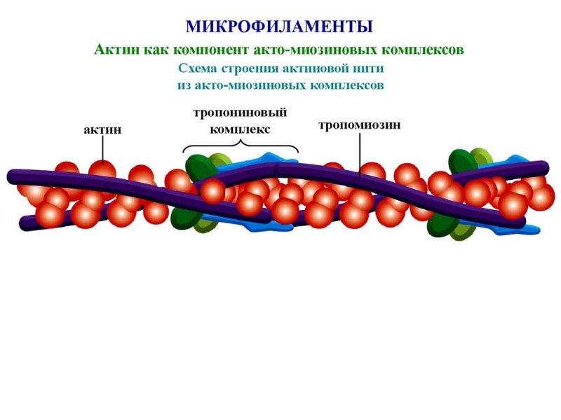 Функции микрофиламентов в клетке