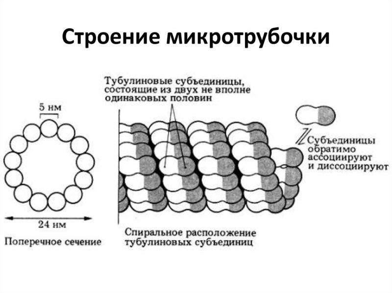 Строение и функции микротрубочек