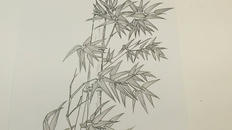 Бамбук рисунок для срисовки