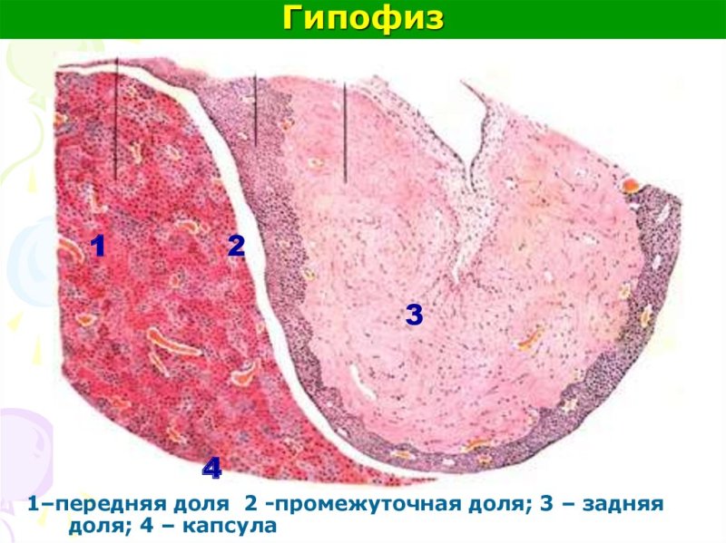 Гипофиз гистология препарат рисунок