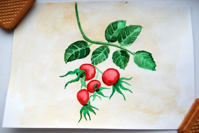 Рисование шиповник