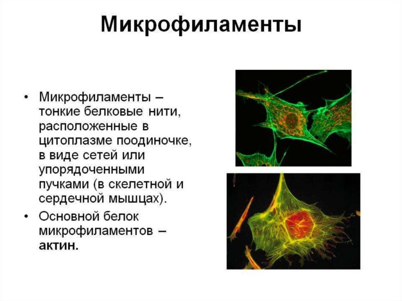 Микрофиламенты строение и функции