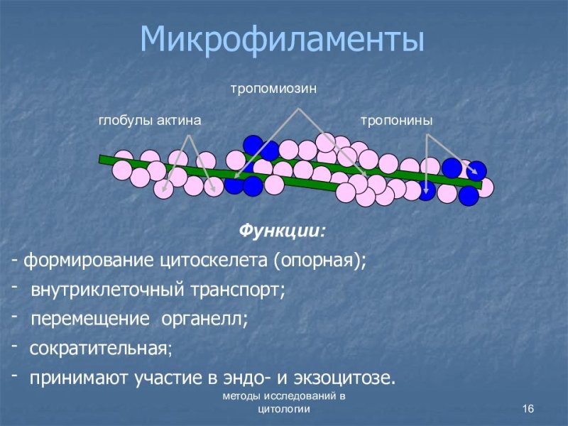 Актиновые филаменты строение