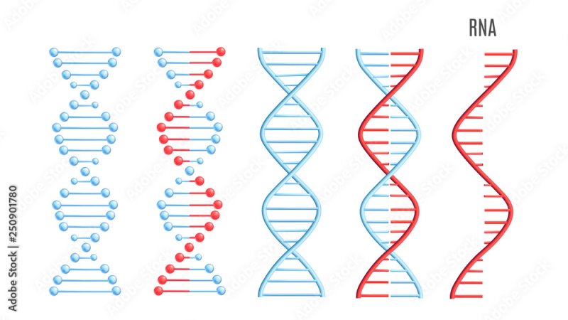 Цепочка ДНК