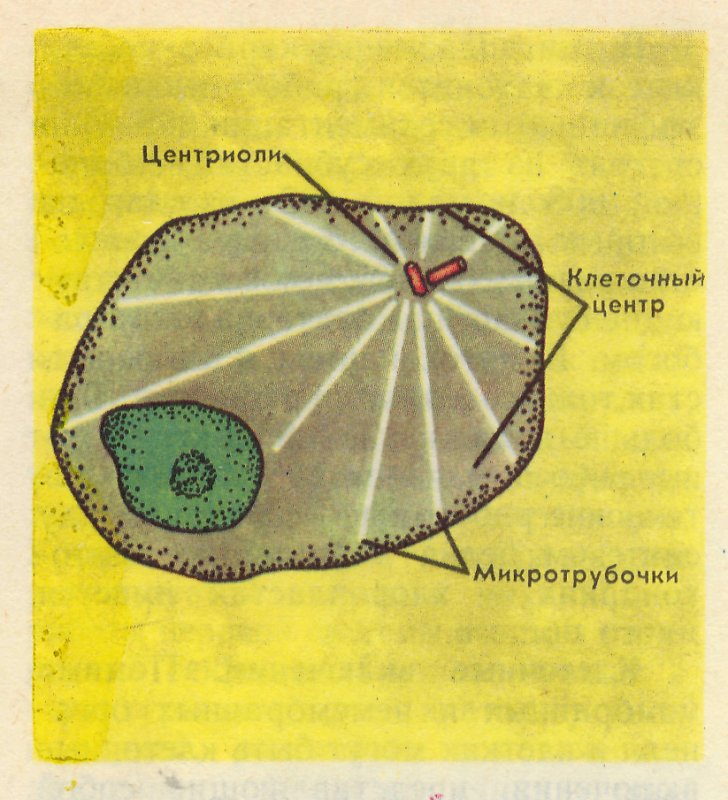 Клеточный центр строение