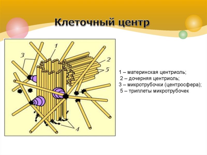 Клеточный центр центросома строение