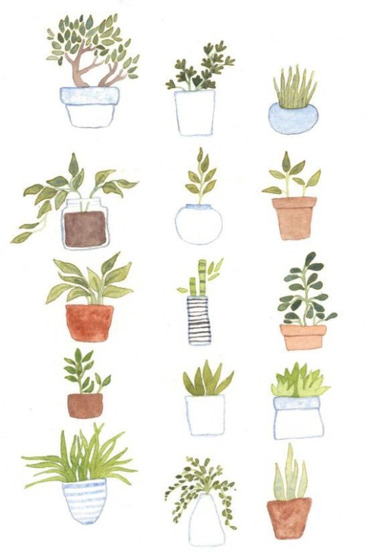 Комнатные растения рисовать