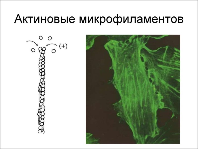 Микрофиламенты в клетке