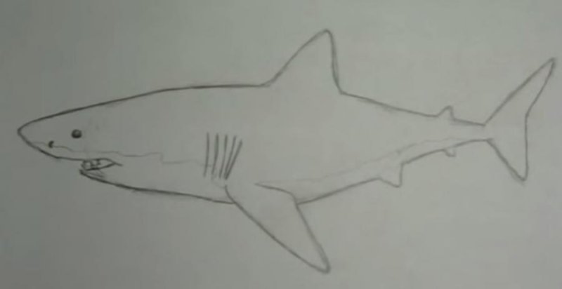 Рисунок акулы для срисовки легкие