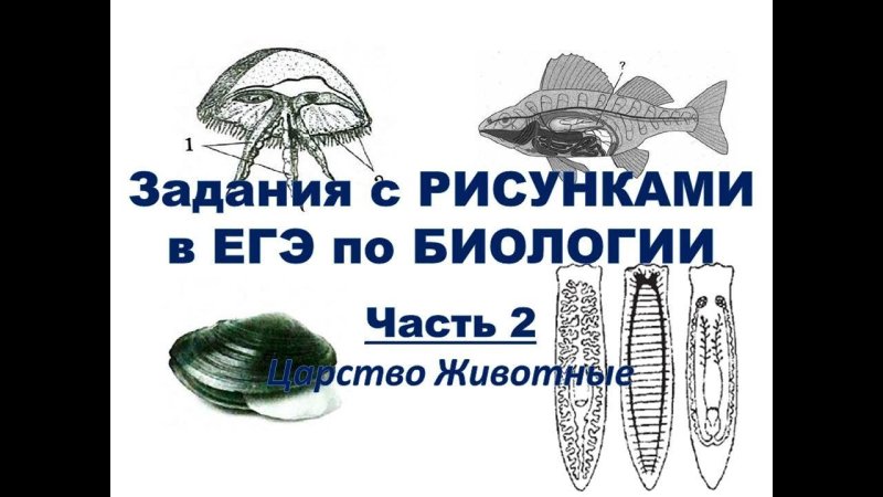 Животные ЕГЭ биология