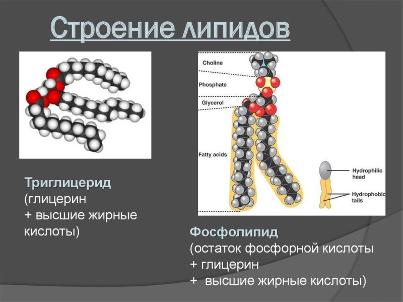 Хим структура фосфолипидов