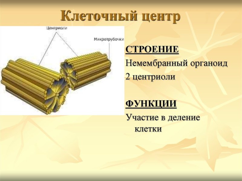 Структура клетки и функции клеточного центра