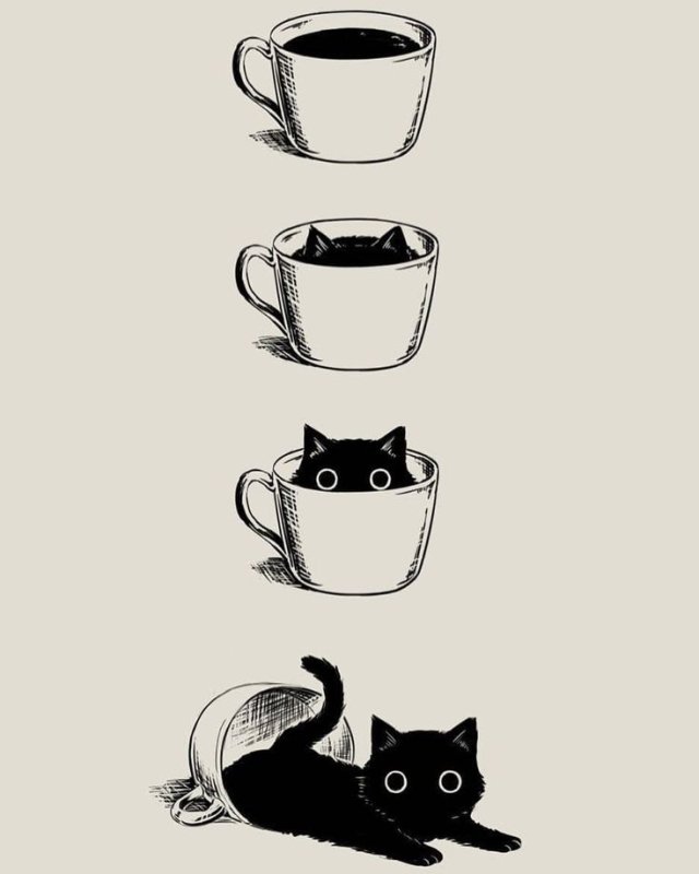 Маленький черный кот