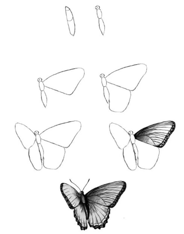 бабочка рисунок карандашом