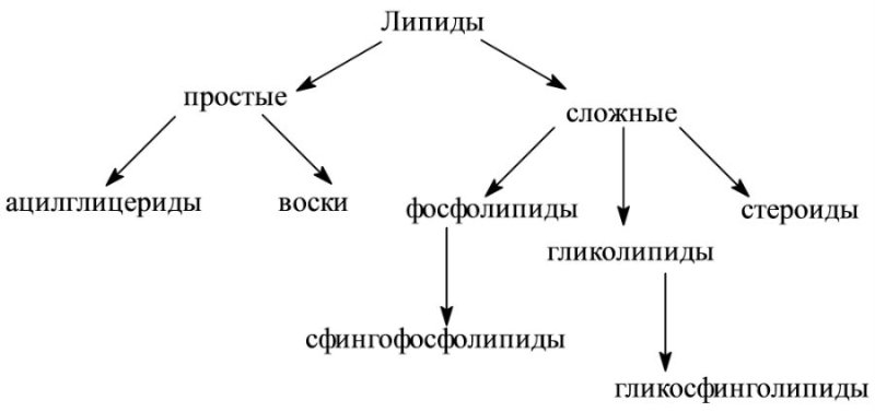 Липиды классификация строение номенклатура липидов.
