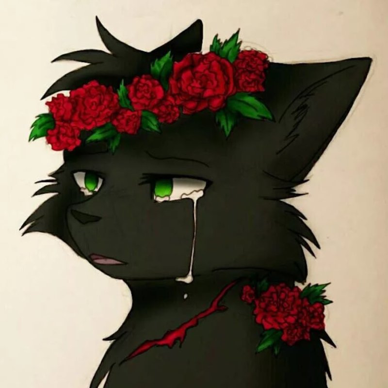 Коты Воители Остролистая котёнок