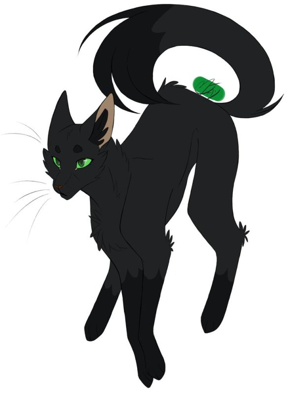 Коты Воители остролиста