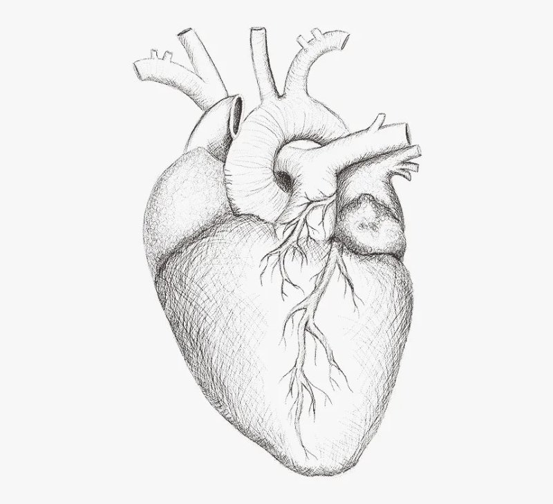 Сердце рисунок
