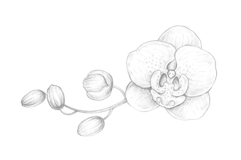 Рисунки для срисовки цветы