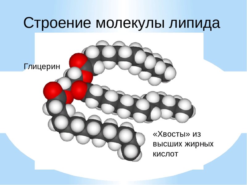 Строение молекулы липида формула