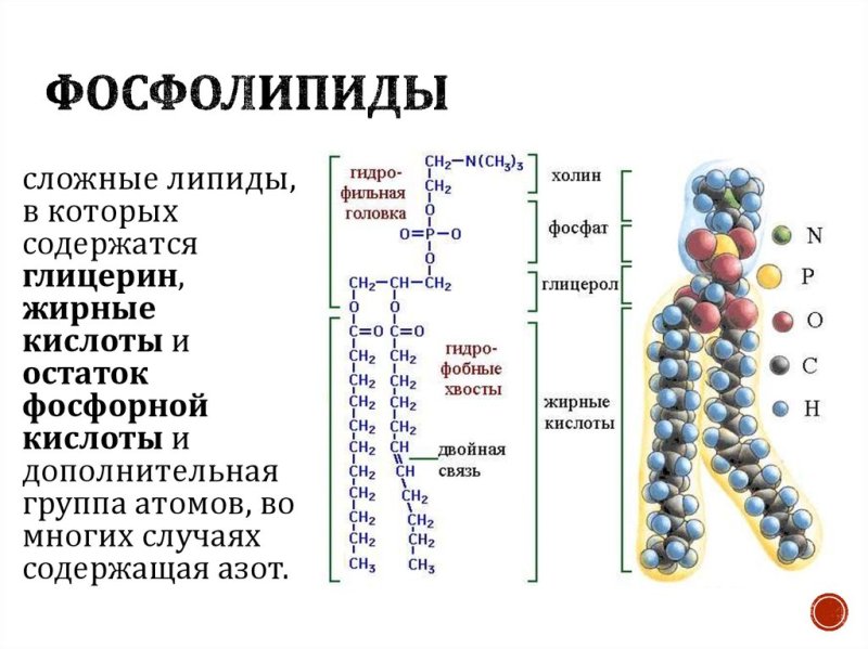 Строение фосфолипидов формула