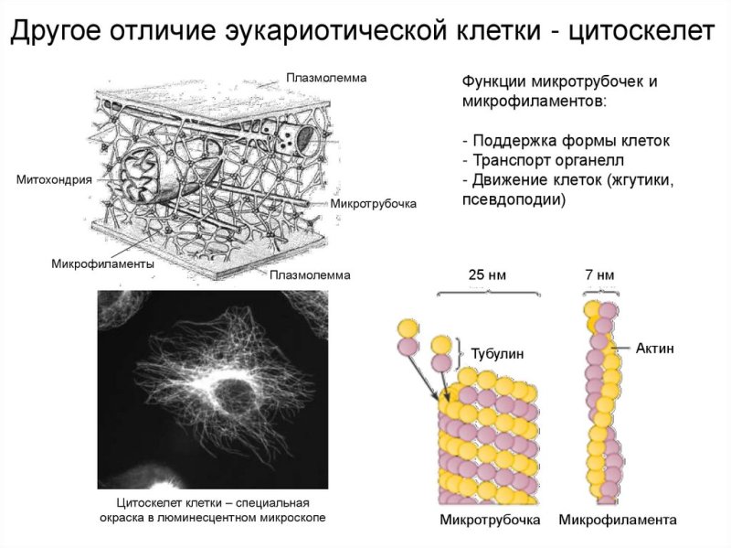 Цитоскелет флуоресцентная микроскопия