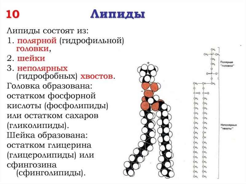 Хим строение липидов
